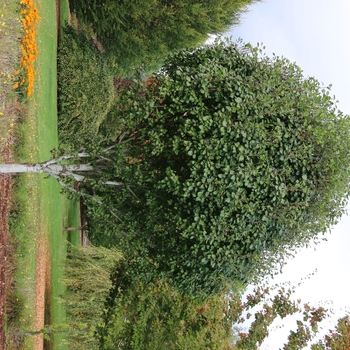 Pyrus 'Jaczam' PP20,122