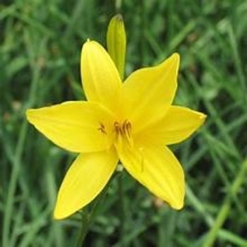 Hemerocallis flava