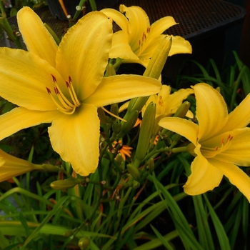 Hemerocallis 'The Jury's Out'