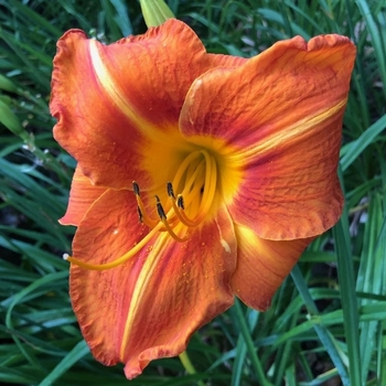 Hemerocallis 'Tuscawilla Tigress'