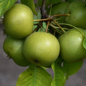 Pyrus pyrifolia 'Nijiisseiki'
