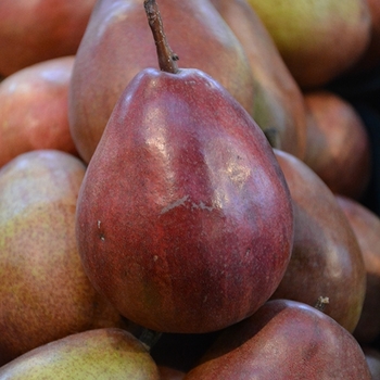 Pyrus communis 'Red Bartlett'