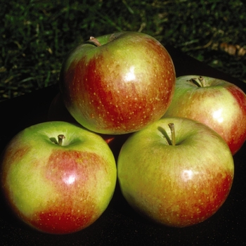 Malus 'Wealthy'