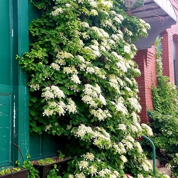 Hydrangea anomala