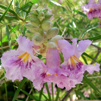 Chilopsis linearis 'Sweet Bubba'