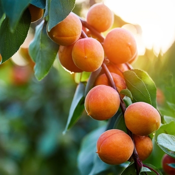 Prunus armeniaca 'Moorpark' 