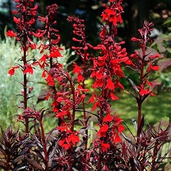 Lobelia cardinalis 'Queen Victoria'