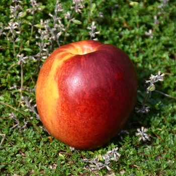 Prunus persica var. nucipersica 'Hardired' 