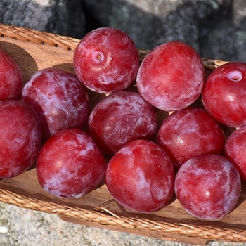 Prunus 'Superior'
