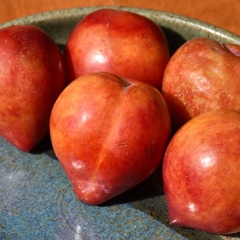Prunus salicina 'Elephant Heart'