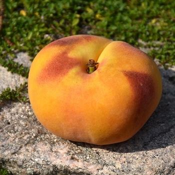 Prunus persica 'Galaxy'