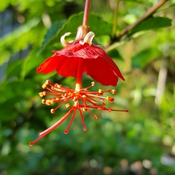 Hibiscus rosa-sinensis 'El Capitolio'