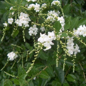 Duranta erecta 'Alba'