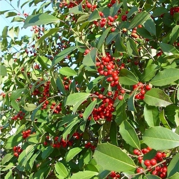 Ilex x attenuata 'Savannah'