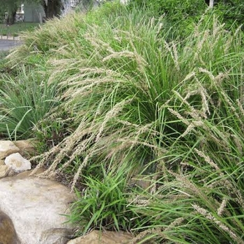 Lomandra longifolia 'Katrinus Deluxe' PP19262