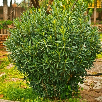 Laurus nobilis 'Aurea'