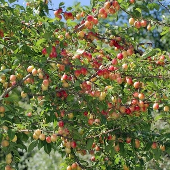 Prunus angustifolia