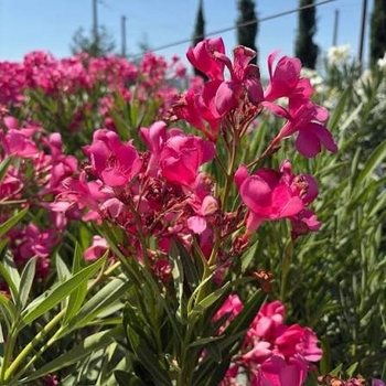 Nerium oleander 'Cardinal Red' 