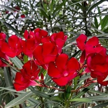 Nerium oleander