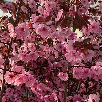 Prunus serrulata 'Royal Burgundy' 