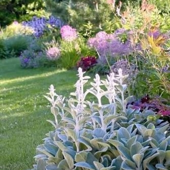 Stachys byzantina 'Big Ears' 