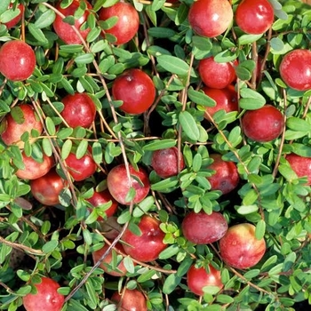 Vaccinium macrocarpon