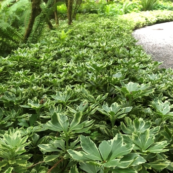 Pachysandra terminalis 'Silver Edge'