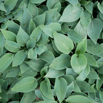 Hosta 'Halcyon'