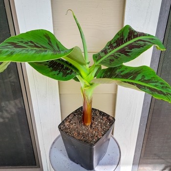 Musa 'Truly Tiny' 