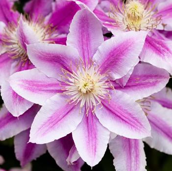Clematis 'Candy Stripe'