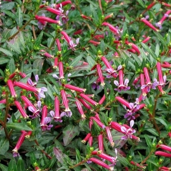 Cuphea 'Starfire Pink'