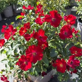 Rosa 'Scarlet Drift®'