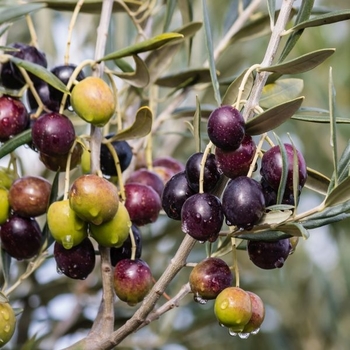 Olea europaea 'Mission'