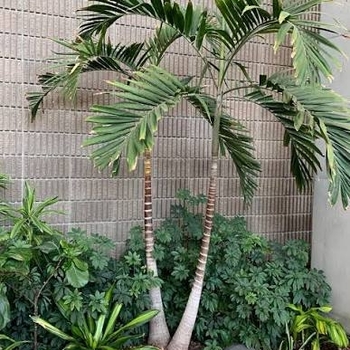 Ptychosperma elegans