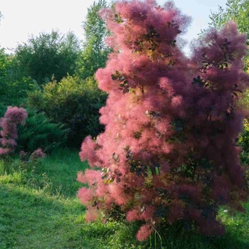 Cotinus coggygria 'Pink Champagne'