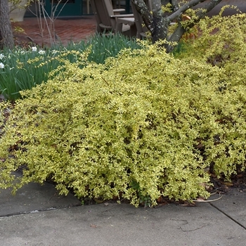 Abelia x grandiflora 'RNTOM' PP31041