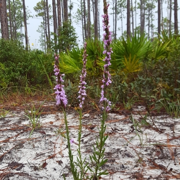 Liatris spicata