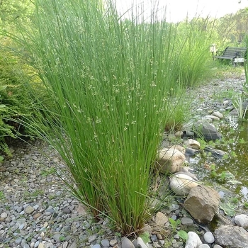 Juncus effusus ssp. pacificus 'Quartz Creek' 