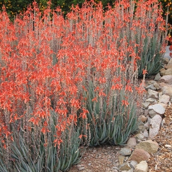 Aloe 'Blue Elf'