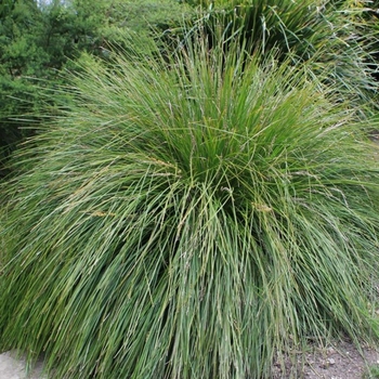 Lomandra longifolia 'LM300' USPP25586P2