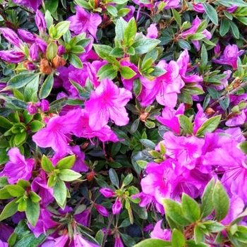 Rhododendron 'Formosa Lavender'