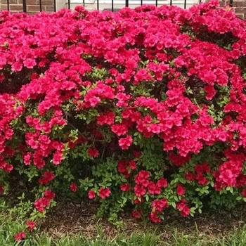 Rhododendron Southern Indica Hybrid 'Red Formosa'