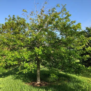 Quercus texana