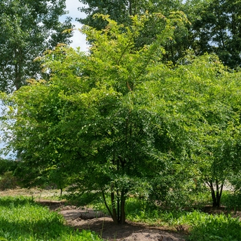 Ulmus parvifolia 'UPMTF' PP11295