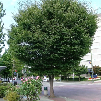 Zelkova serrata 'Musashino'