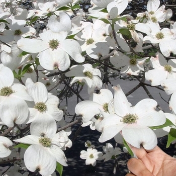 Cornus florida 'Super Princess'
