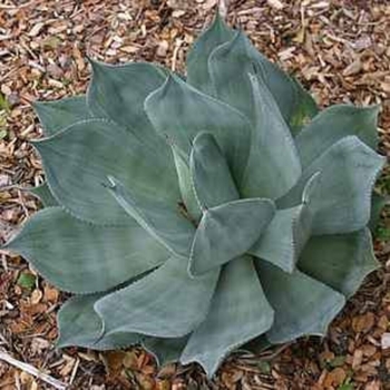 Agave celsii 'Nova'