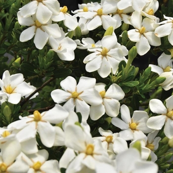 Gardenia jasminoides 'Daisy'