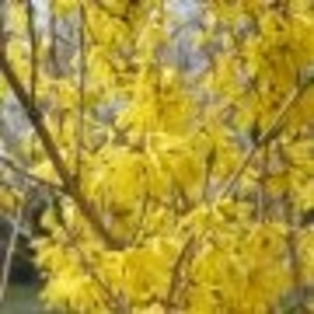 Forsythia 'Courtaneur' 