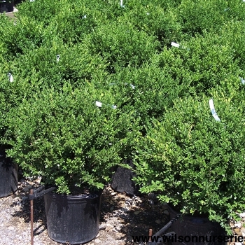 Buxus microphylla var. koreana 'Emerald Jewel'
